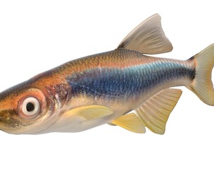 Apalachee Shiner fish
