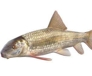 Apalachicola Redhorse fish