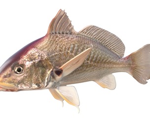 Atlantic Croaker fish