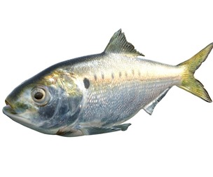 Atlantic Menhaden fish