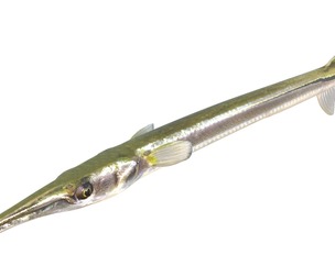 Atlantic needlefish fish