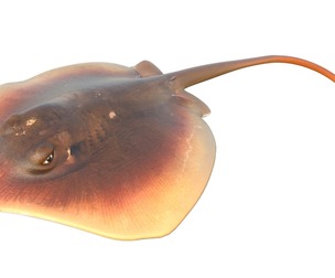 Atlantic Stingray fish