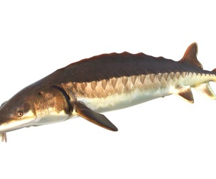 Atlantic Sturgeon fish