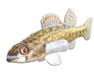 Backwater Darter fish