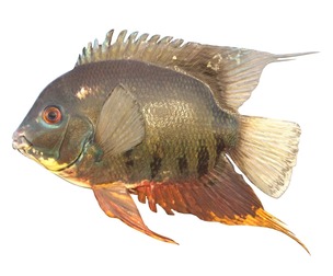 Banded Cichlid fish