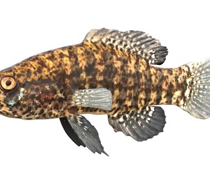 Banded Pygmy Sunfish