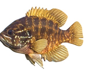 Banded Sunfish