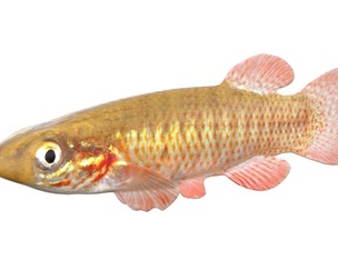 Banded Topminnow fish