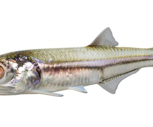Bay Anchovy fish