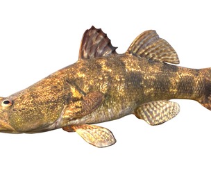 Bigmouth Sleeper fish