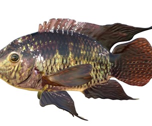 Black Acara fish