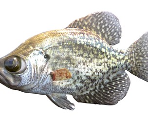 Black Crappie fish