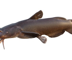 Black Madtom fish
