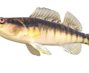 Blackbanded Darter fish