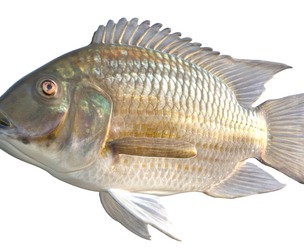 Blackchin Tilapia fish