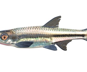 Blackmouth Shiner fish