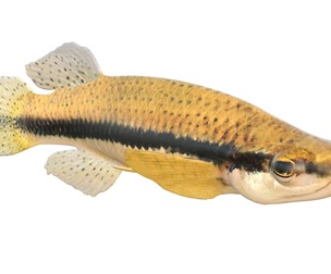 Blackspotted Topminnow fish