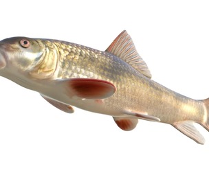 Blacktail Redhorse fish