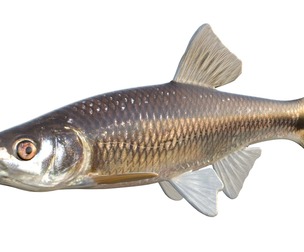 Blacktail Shiner fish