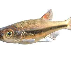 Blacktip Shiner fish