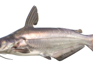 Blue Catfish fish