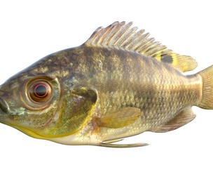 Blue Tilapia fish