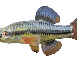 Bluefin Killifish