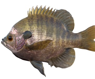 Bluegill fish