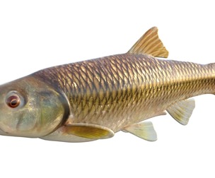 Bluehead Chub fish