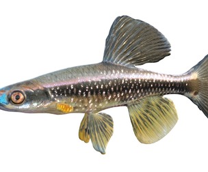 Bluenose Shiner fish