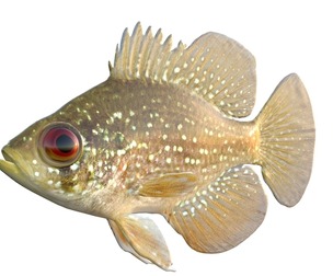 Bluespotted Sunfish