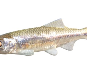 Bluestripe Shiner fish