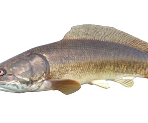 Bowfin Amia calva 1