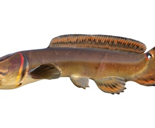 Bowfin Amia calva 2