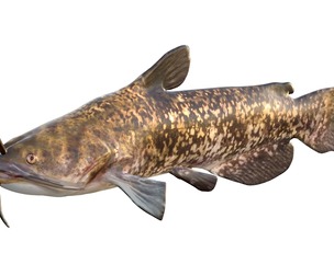Brown Bullhead fish