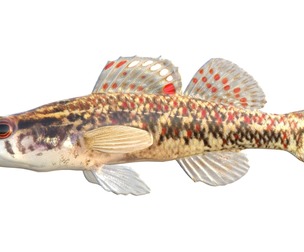 Brown Darter fish