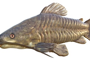Brown Hoplo fish