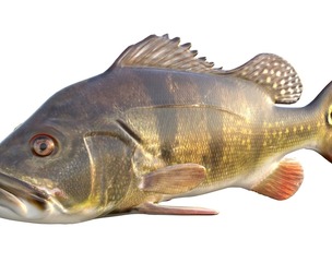 Butterfly Peacock Bass
