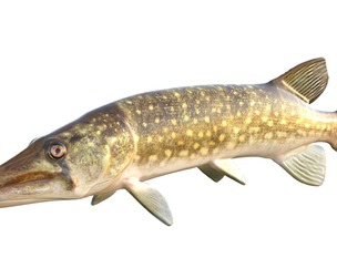 Chain Pickerel fish