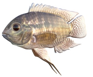 Chanchita fish