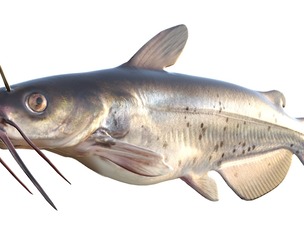 Channel Catfish