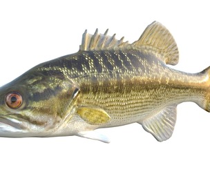 Choctaw Bass fish