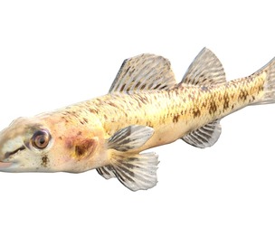 Choctawhatchee Darter fish