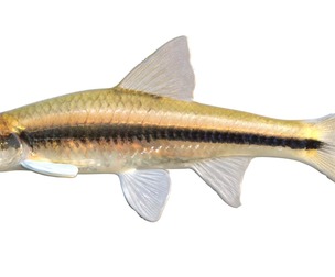 Clear Chub fish
