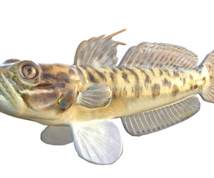 Clown Goby fish