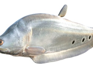 Clown Knifefish 1