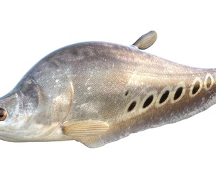 Clown Knifefish 2