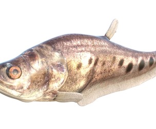Clown Knifefish 3