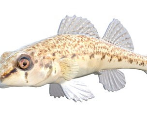 Coastal Darter fish 2