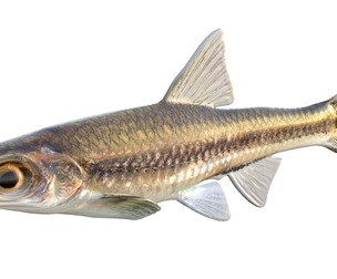 Coastal Shiner fish